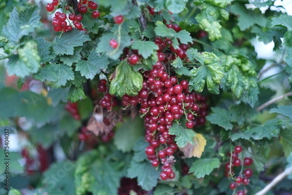 Fototapeta Fresh red currant berries with a sweet and sour taste. Red currant berries on branches. Dark green leaves of the bush. Shooting on the street