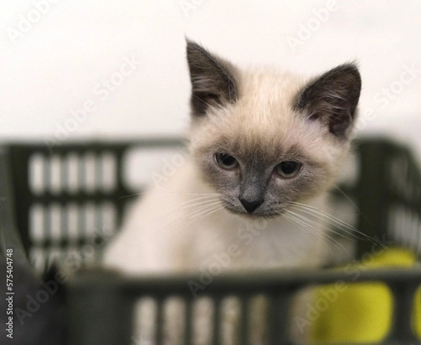 Fototapeta Small Siamese kitten stands isolated on white background