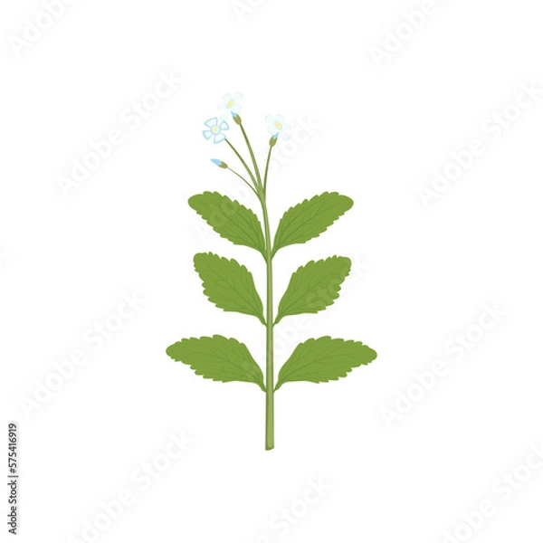 Fototapeta Stevia is a natural sweetener and sugar substitute. Stevia branch sketch, substitute for sugar. Vector illustration isolated on white background. For template label, packing, web, menu, logo, textile,