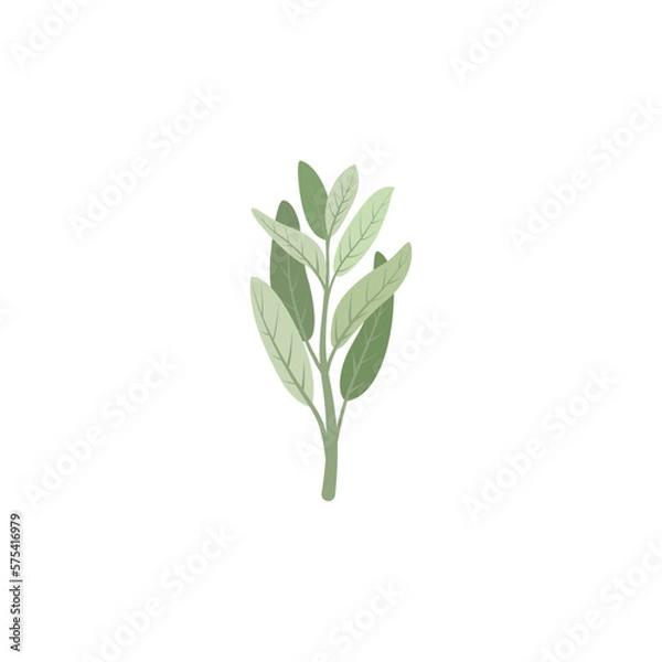 Fototapeta Sage. Sage branch and leaves.
 Vector illustration isolated on white background. For template label, packing, web, menu, logo, textile, icon