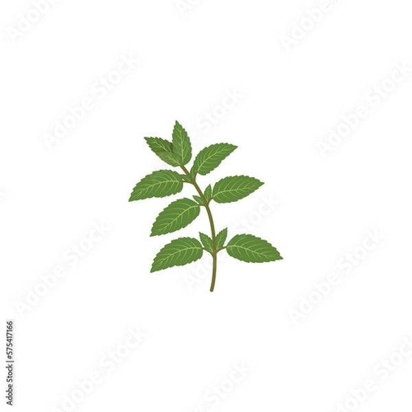 Fototapeta Mint. Spearmint green leafs. Fresh mint leaf. Herbal nature plant. Vector illustration isolated on white background. For template label, packing, web, menu, logo, textile, icon