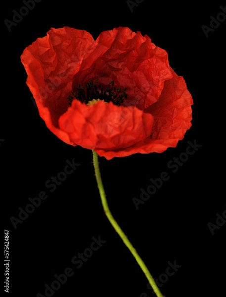 Fototapeta Flora of Gran Canaria -  Papaver rhoeas, common poppy  isolated on black background
