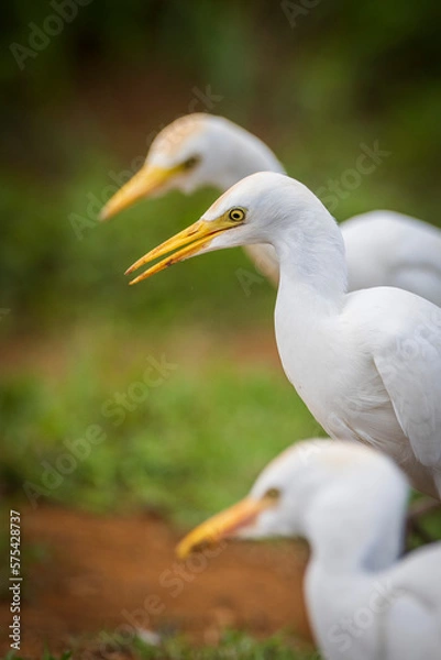 Obraz Egret Conference 