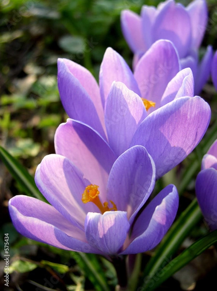 Obraz crocus