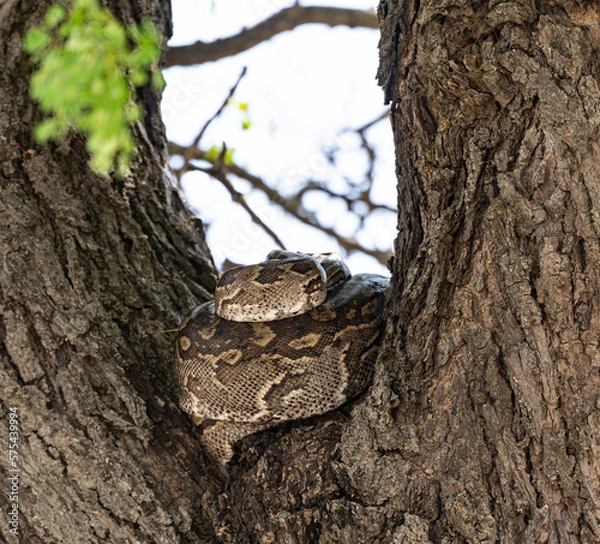 Obraz Python (Pythonidae) resting on a tree, Kruger National Park, South Africa