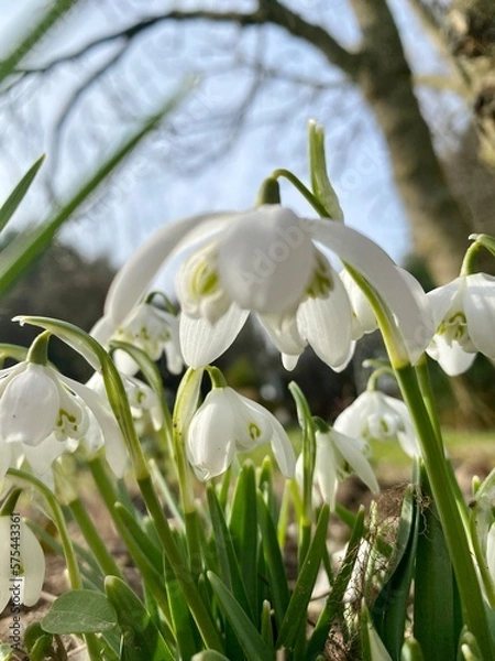 Obraz snowdrops in spring