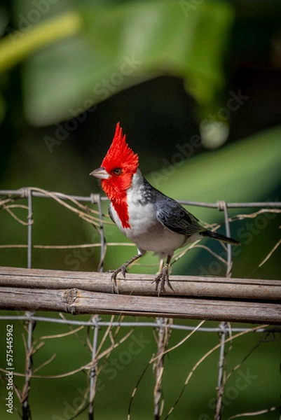 Obraz Tack Sharp Cardinal