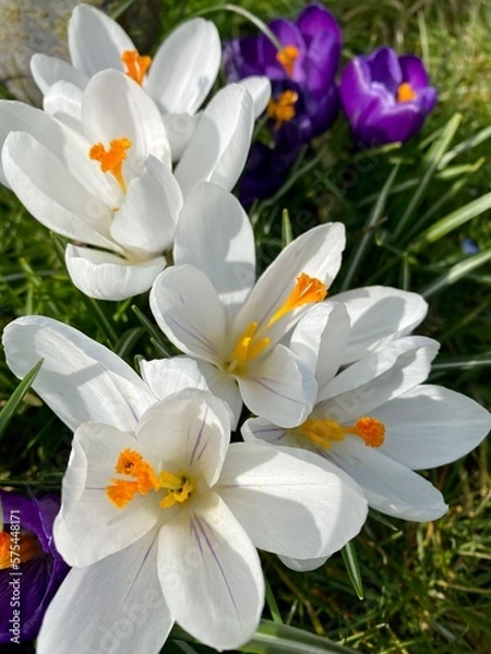 Obraz crocuses in the garden