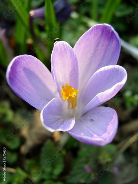 Fototapeta crocus