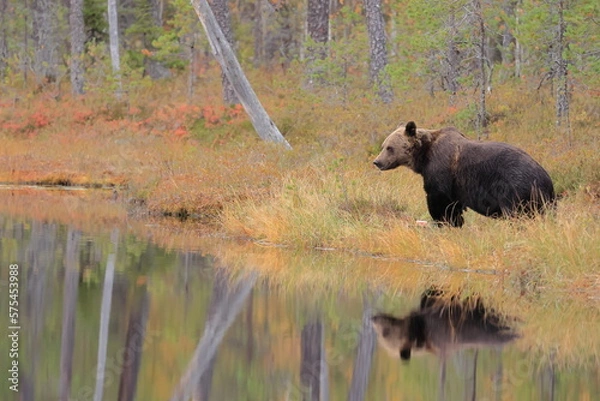 Fototapeta Brown bear, Ursus arctos, Finland
