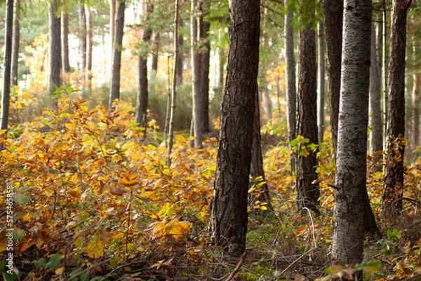 Obraz Colorful forest view. Woods in autumn. Walk path in the woods. Tall trees.