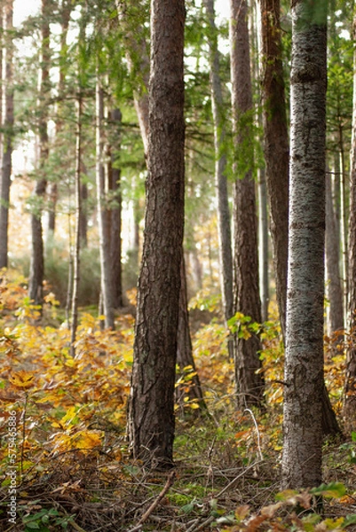Obraz Colorful forest view. Woods in autumn. Walk path in the woods. Tall trees.