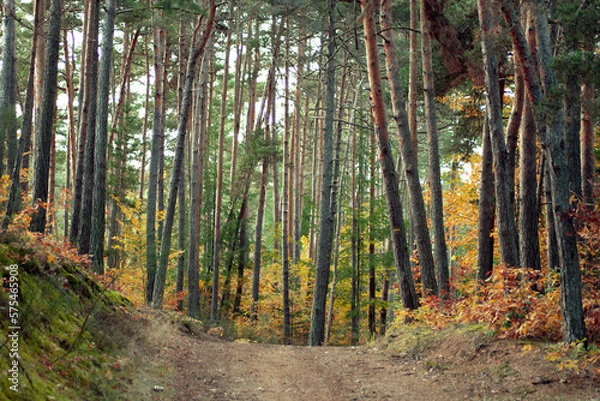 Obraz Colorful forest view. Woods in autumn. Walk path in the woods. Tall trees.
