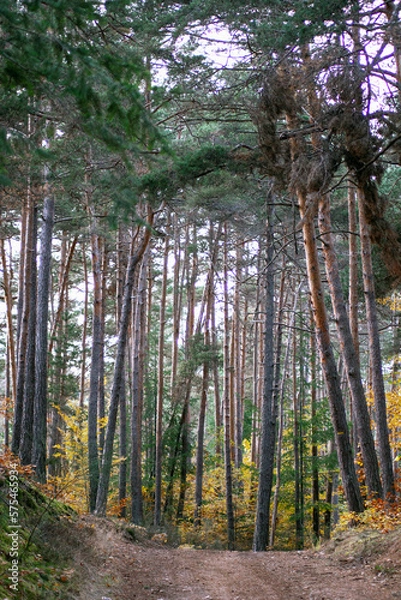 Obraz Colorful forest view. Woods in autumn. Walk path in the woods. Tall trees.