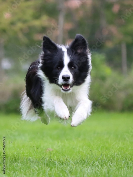 Obraz Laufender schwarz-weißer Border Collie