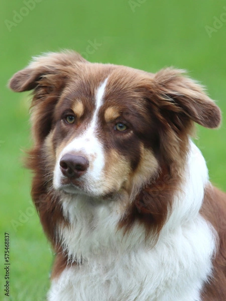 Obraz Portrait brauner Bordercollie