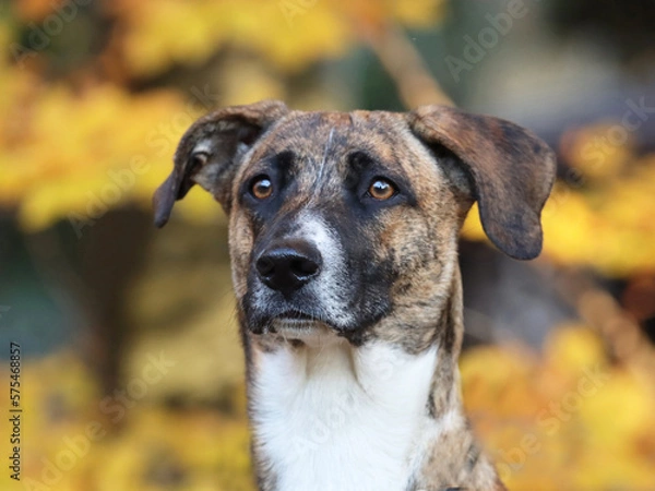 Obraz Hund schaut bedröppelt