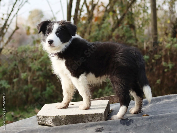 Obraz Frecher Border-Collie-Welpe