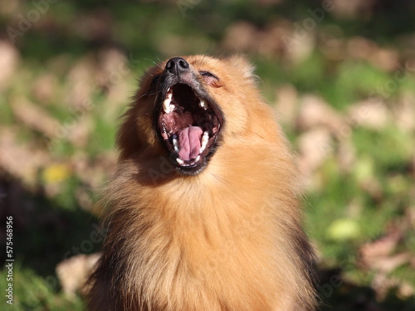 Obraz Gähnender Zwergspitz