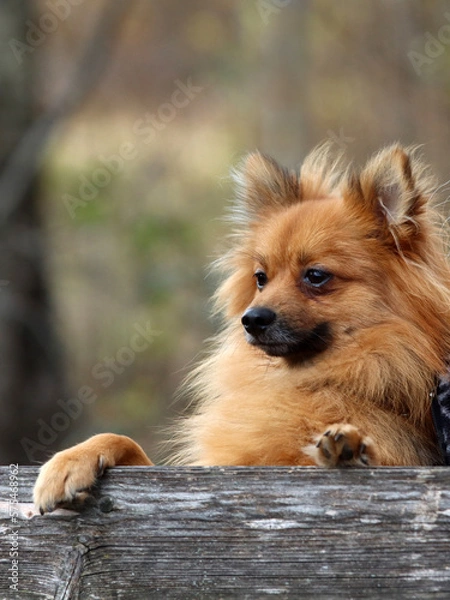 Obraz Putziger Zwergspitz