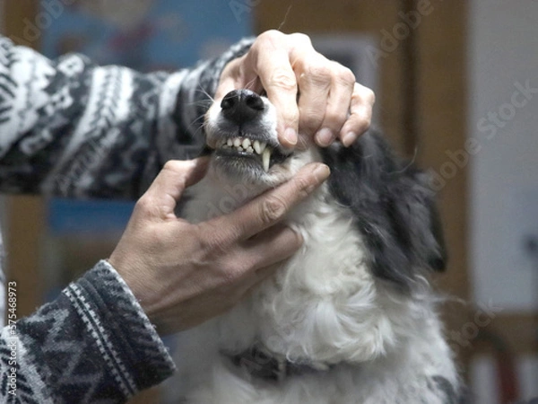 Obraz Border Collie beim Tierarzt