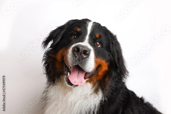 Fototapeta Photo Bernese Mountain Dog on a white background. Studio shot of a dog in front of an isolated background. 