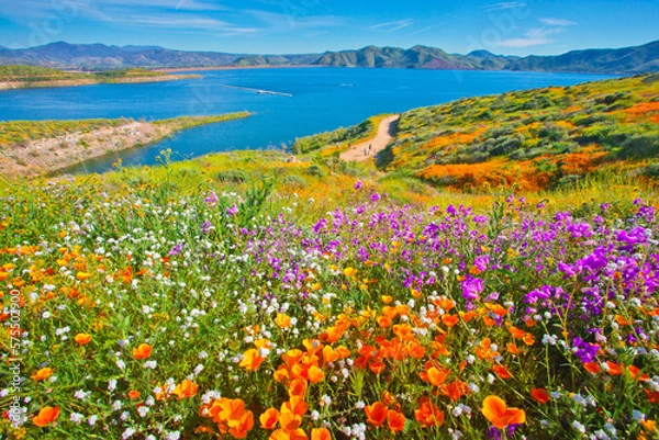Obraz Stunning and colorful wildflower bloom at Diamond Valley Lake in Riverside County, one of the best place to see California wildflowers