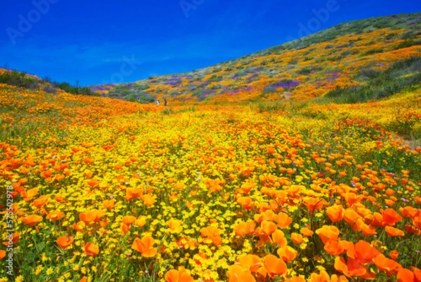 Obraz Stunning and colorful wildflower bloom at Diamond Valley Lake in Riverside County, one of the best place to see California wildflowers