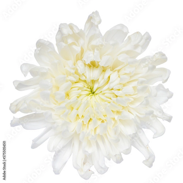 Obraz Top view of White Chrysanthemum flower isolated on white background.