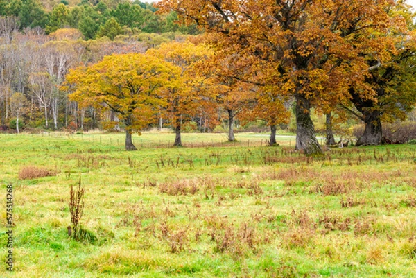 Fototapeta カヤの平の森
