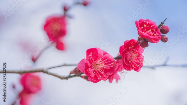 Obraz 梅の花　綾部山梅林