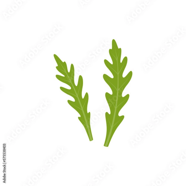 Fototapeta Arugula isolated on white background. Rucola, leafy greens. Vector illustration in flat style.	
