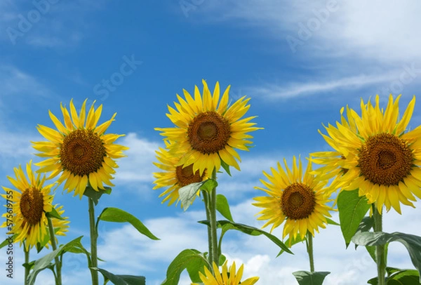 Obraz ひまわりと青空