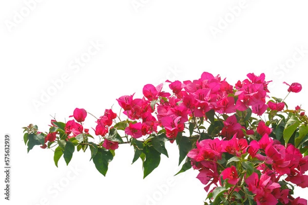 Fototapeta bougainvilleas isolated on white background. 