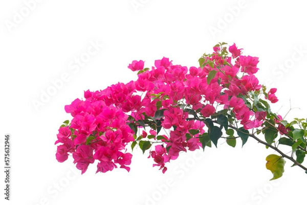 Obraz bougainvilleas isolated on white background. 