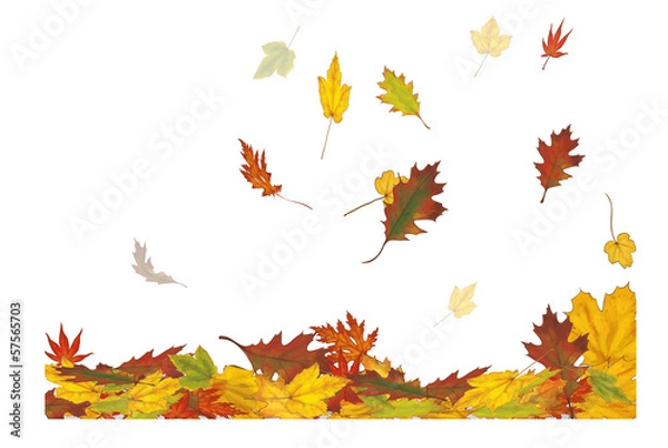 Obraz Opadające liście