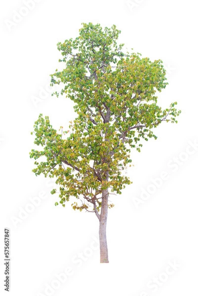 Fototapeta Tree isolated on white background.Clipping path.