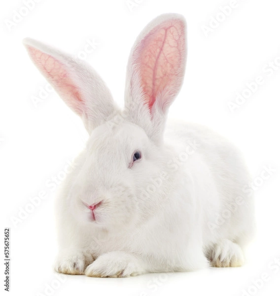 Fototapeta One white rabbit.