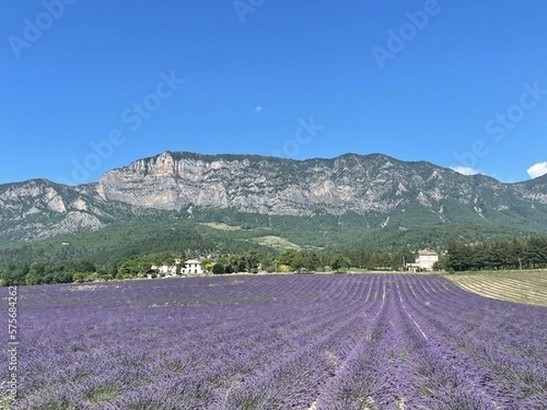 Obraz lavender field region