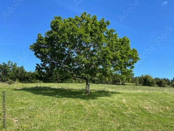 Obraz tree in the field