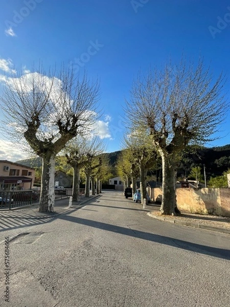 Obraz tree in the park