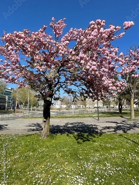 Obraz blooming tree