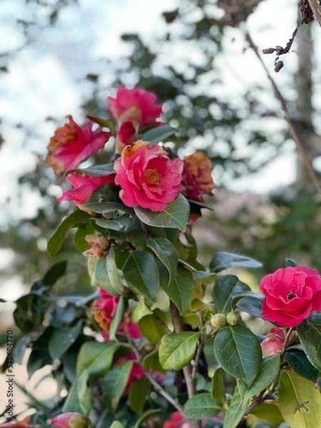 Obraz pink rose bush