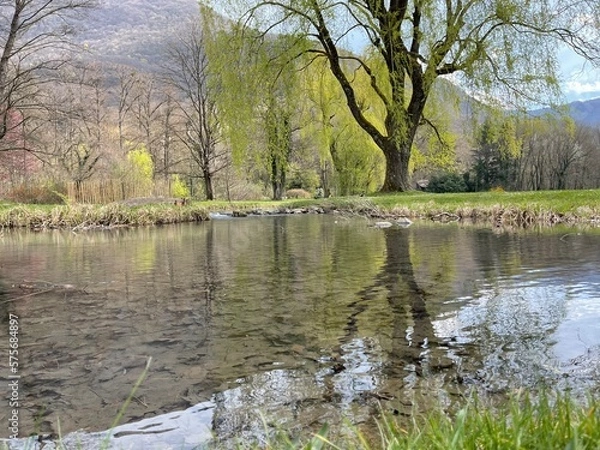 Obraz spring in the park