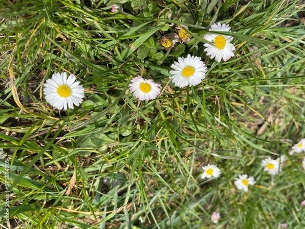 Obraz daisies in the grass