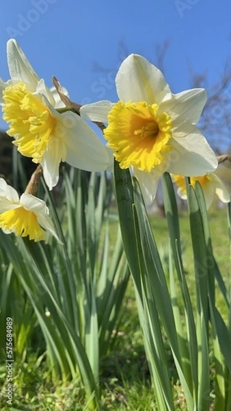 Obraz daffodils in spring