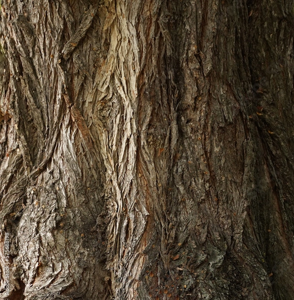 Fototapeta Texture background of an old oak tree closeup.