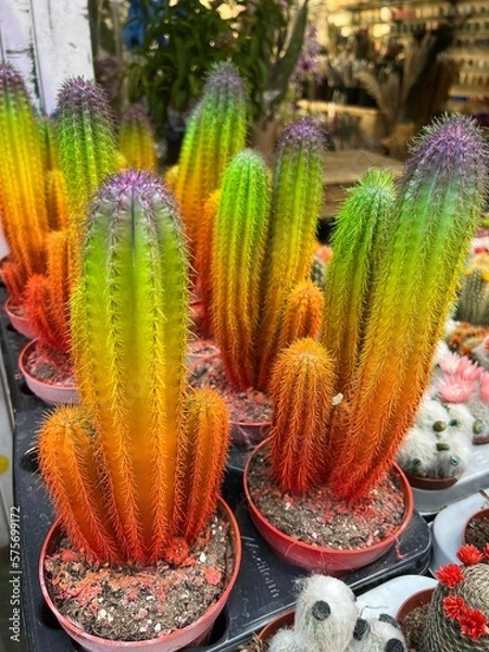 Obraz Rainbow cacti in a pot