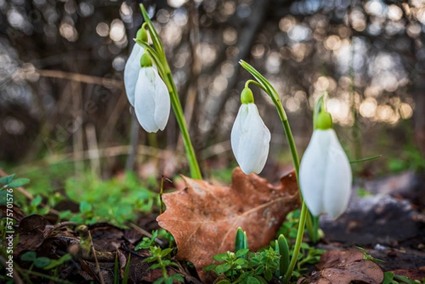 Obraz Schneeglöckchen