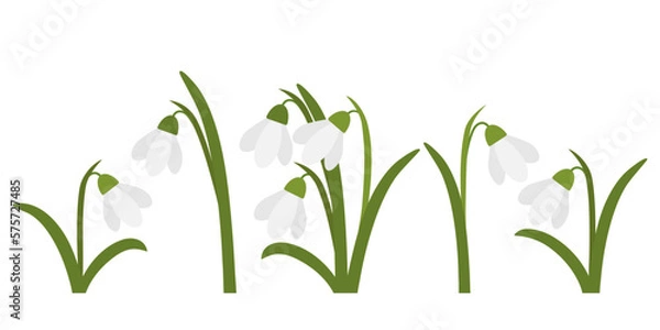 Fototapeta Spring flowers. A collection of images of snowdrops.